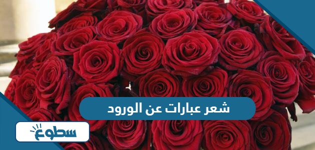 شعر عبارات عن الورد 