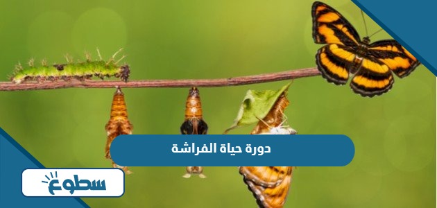 دورة حياة الفراشة 