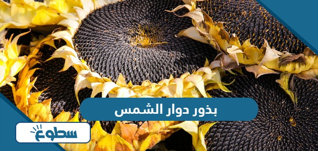 فوائد ومضار بذور دوار الشمس