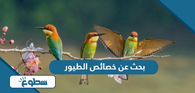 بحث عن خصائص الطيور