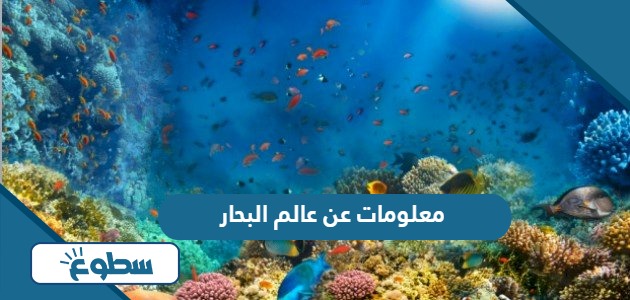 معلومات عن عالم البحار