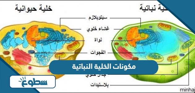 مكونات الخلية النباتية