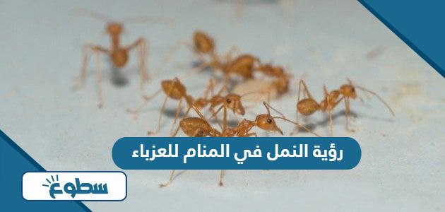 تفسير رؤية النمل في المنام للعزباء