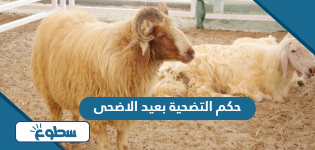 حكم التضحية بعيد الاضحى